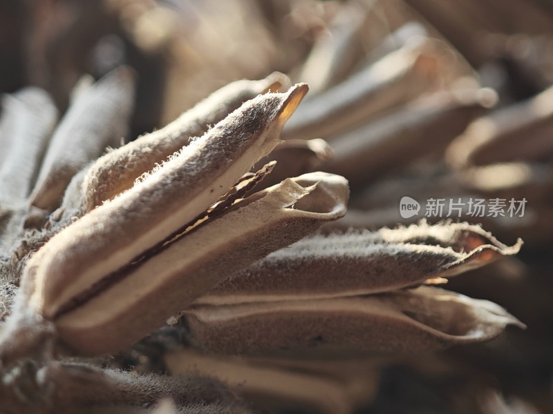 枯萎植物特写尽显秋日萧瑟之态