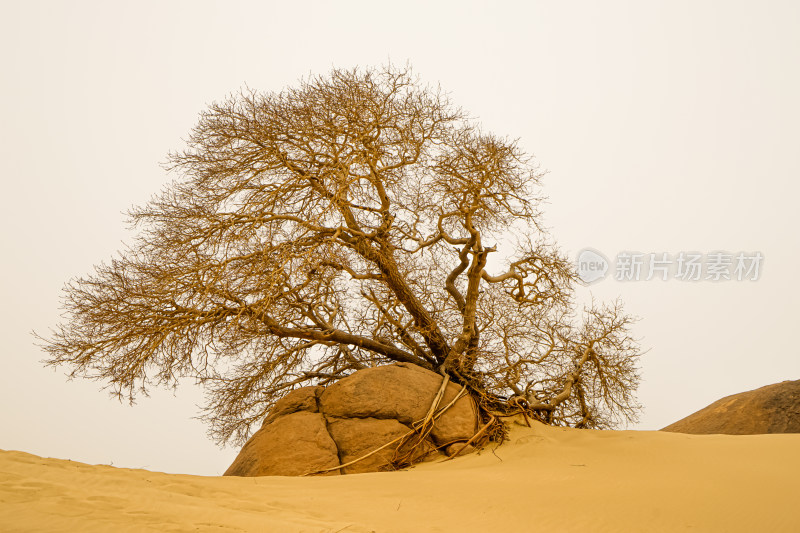 沙漠中干枯的树雨树