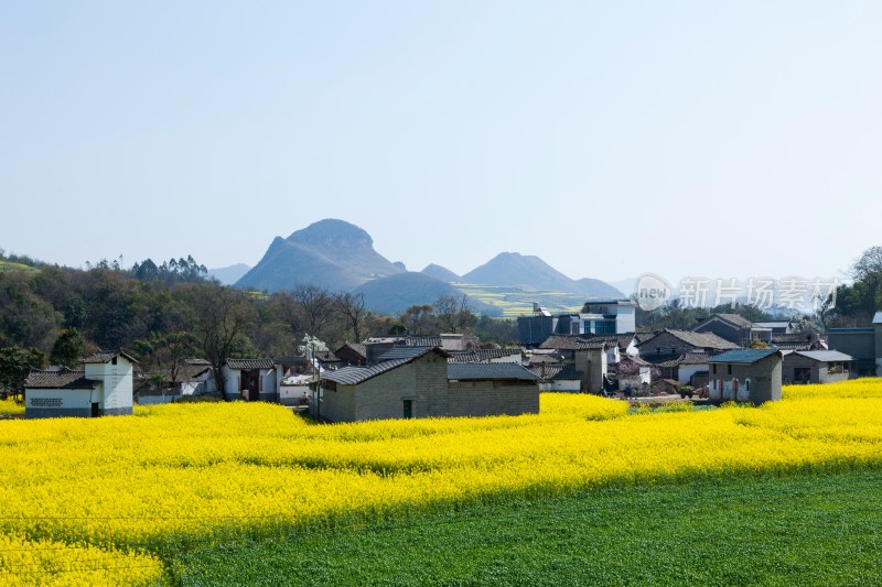 罗平油菜花