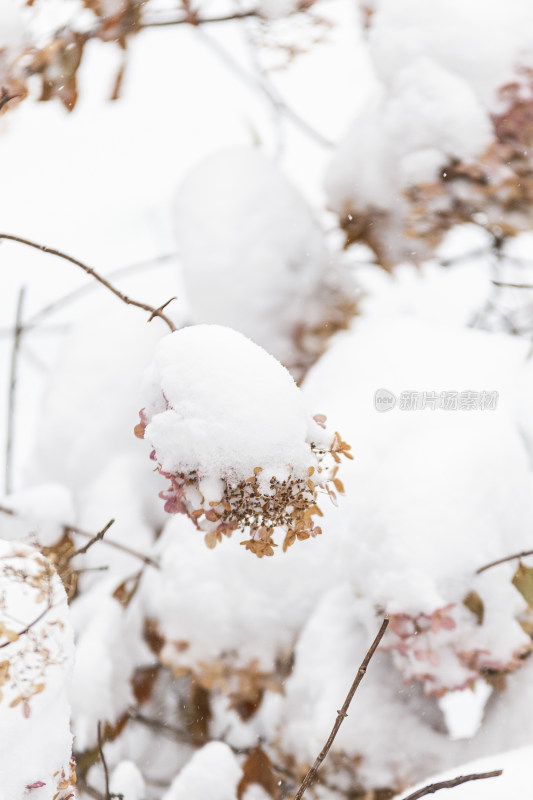 冬季白雪覆盖的野草