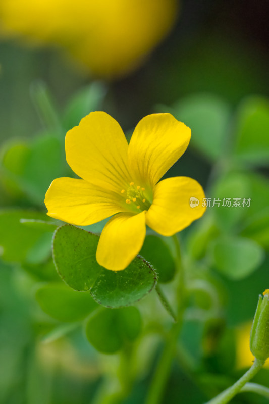 春天的黄花酢浆草开花