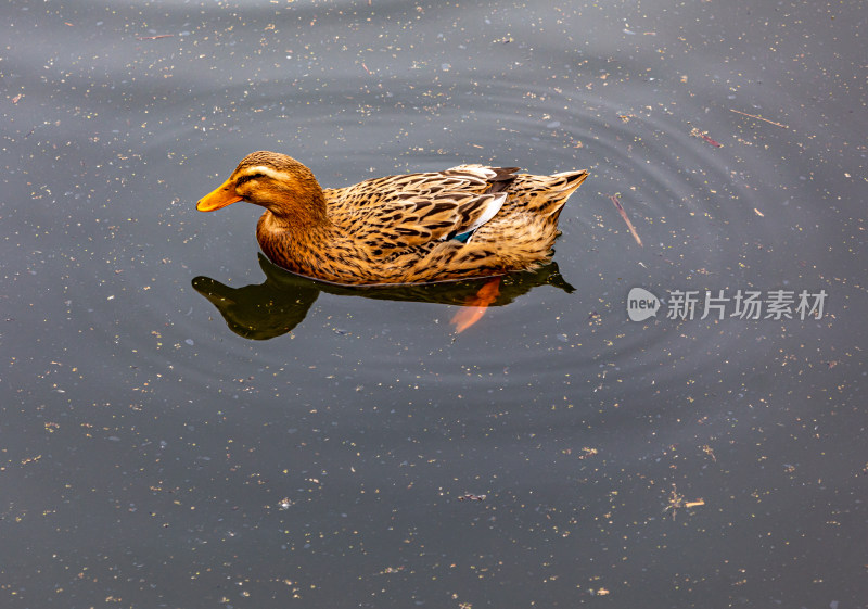 湖泊池塘中的鸭子鹅水禽家禽动物