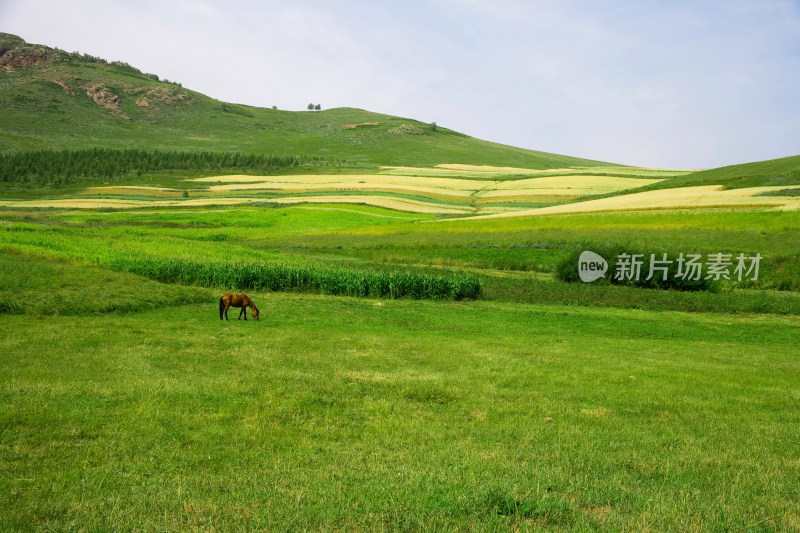 内蒙,坝上,乌兰木统,乌兰木统草原,红山,军马场,草原,草地,