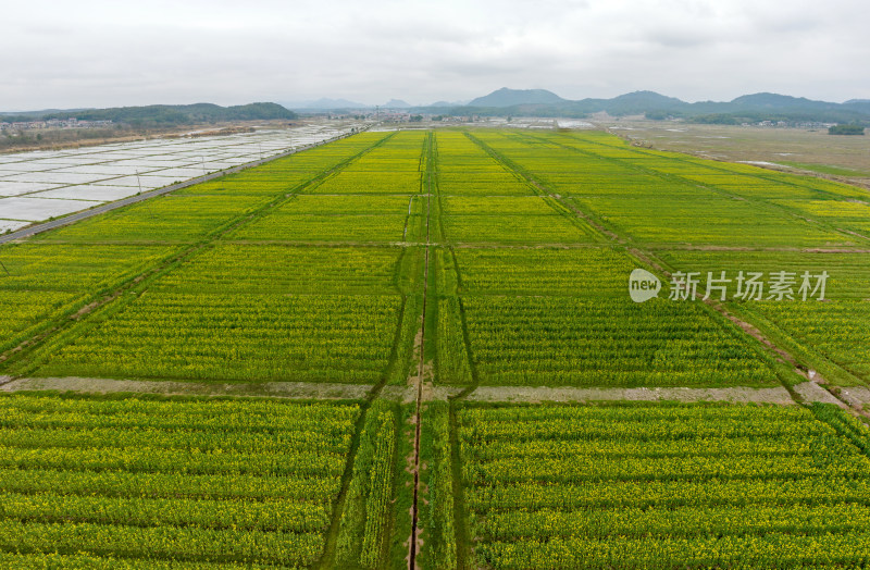 江西金溪：稻油轮作 美村富民