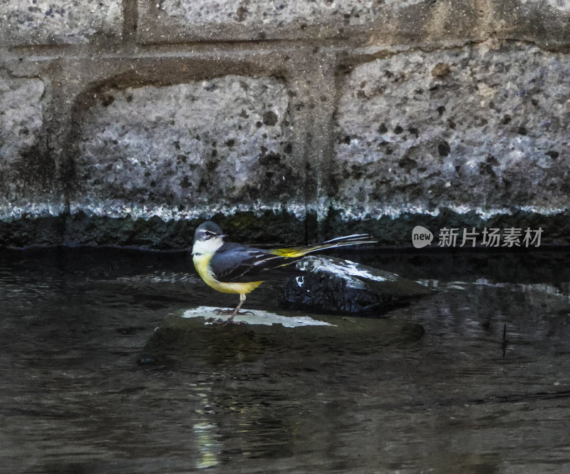 北京元大都遗址公园鹡鸰