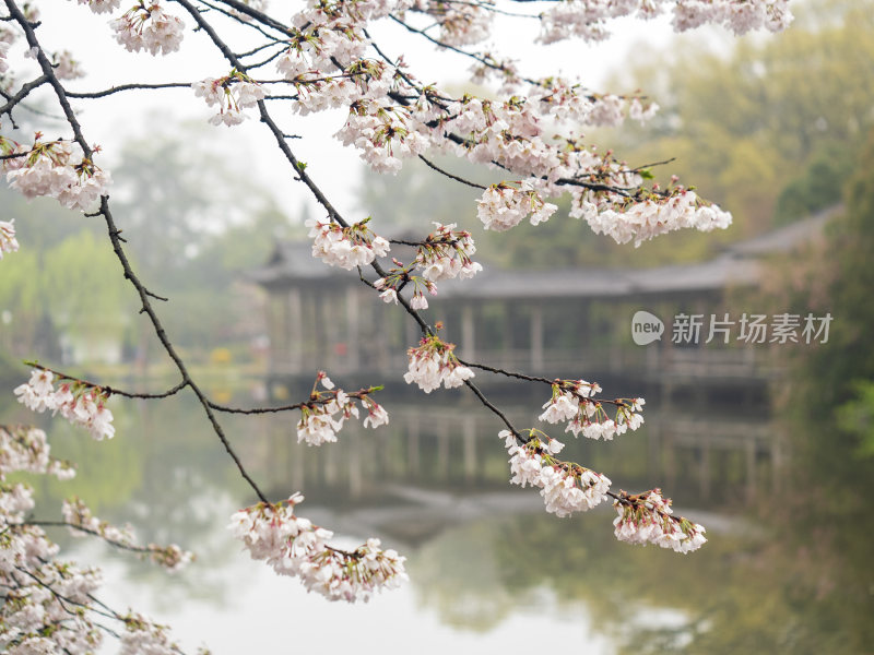 杭州西湖花港观鱼风景