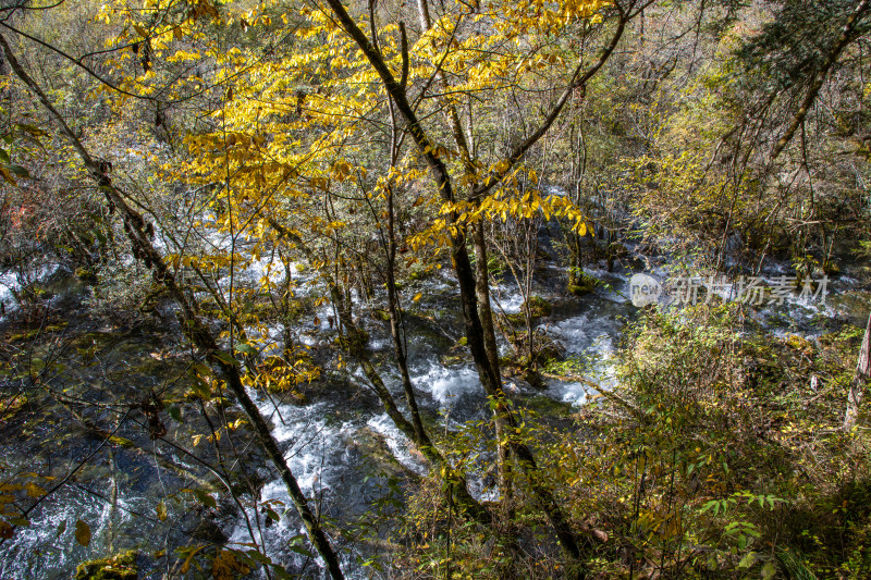 九寨沟秋色，山间黄叶溪流