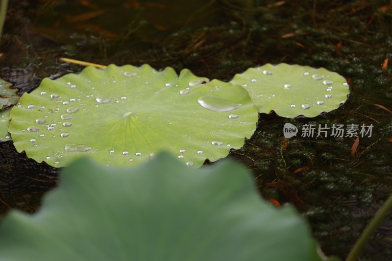 雨中城市公园荷塘里的荷花