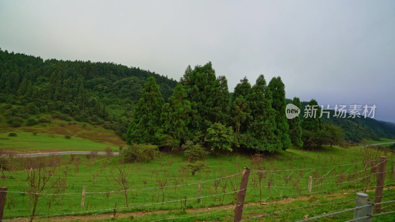 重庆武隆仙女山森林公园