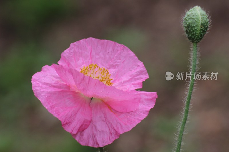 不知名的花朵