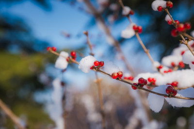 冬日红色浆果上的雪花背景