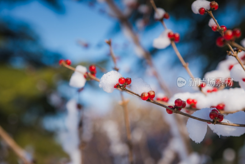 冬日红色浆果上的雪花背景