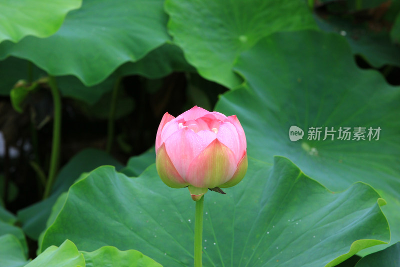 雨后清新的荷花