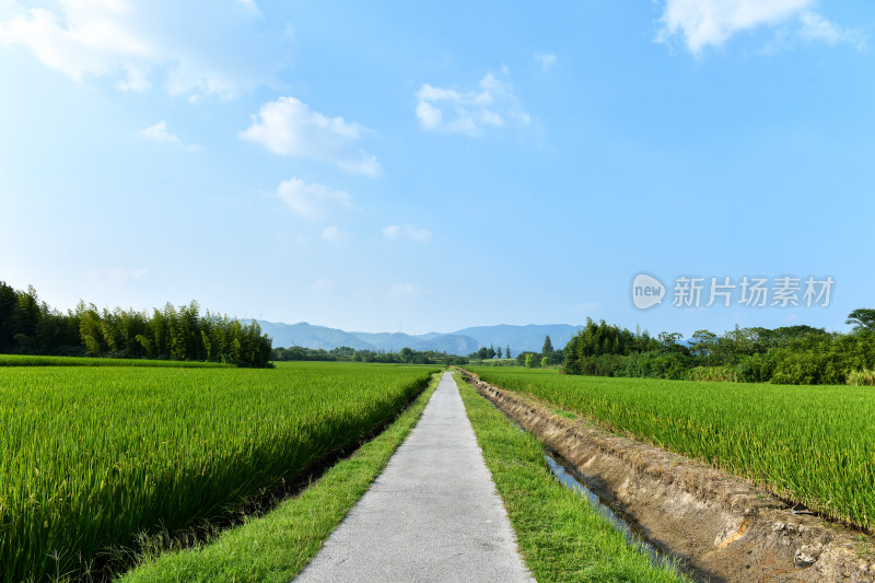 田园风光田间小路