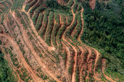 梯田上的绿色希望 仙人掌种植基地