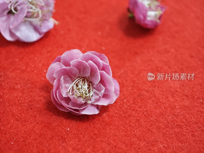 红色背景上的粉色花朵