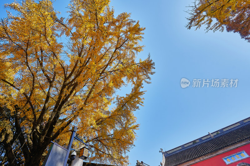 南京栖霞山栖霞寺秋色