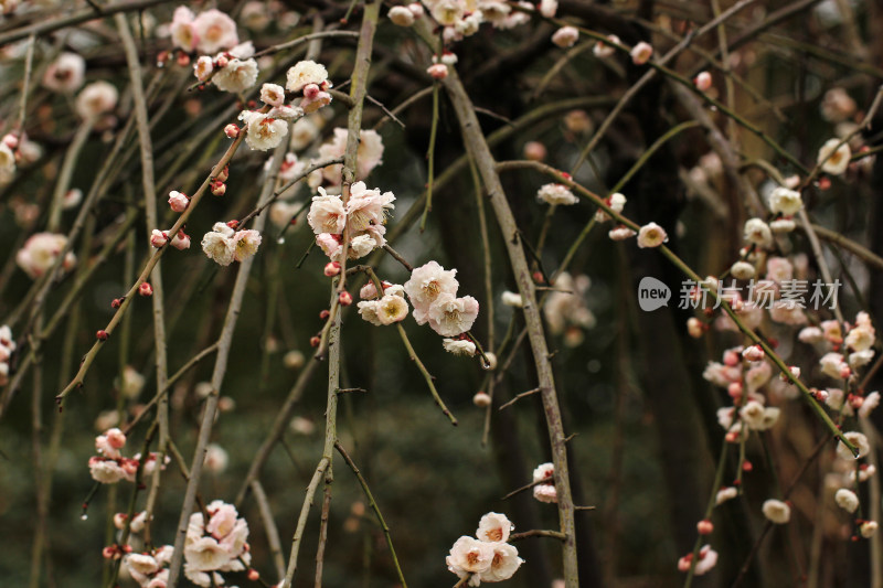 春天白色梅花盛开