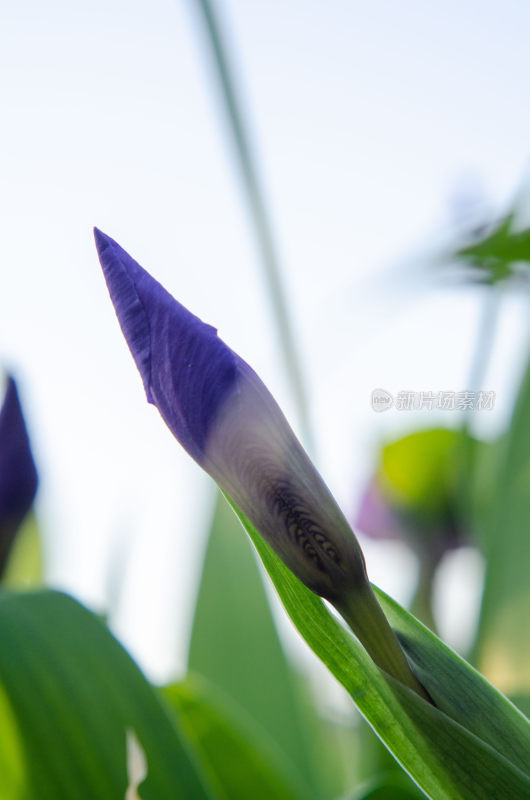 紫色鸢尾花特写