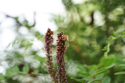 紫穗槐上的蜜蜂采蜜昆虫