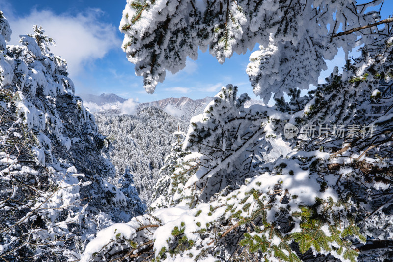 冬季成都西岭雪山的植被植物