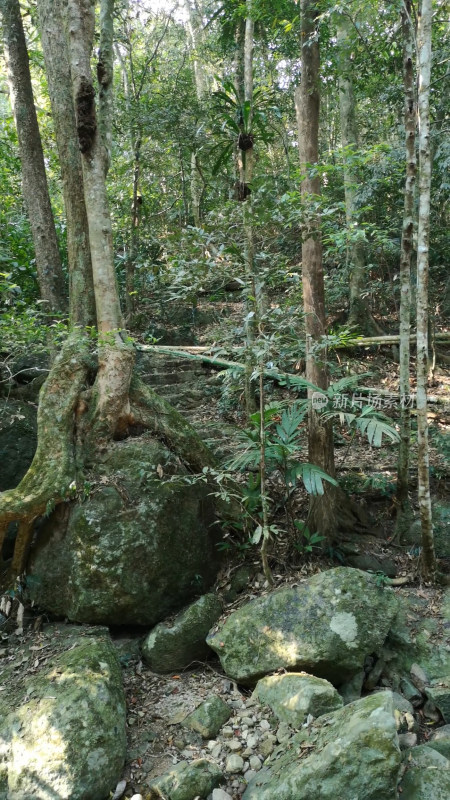 槟榔谷绿色树木植物