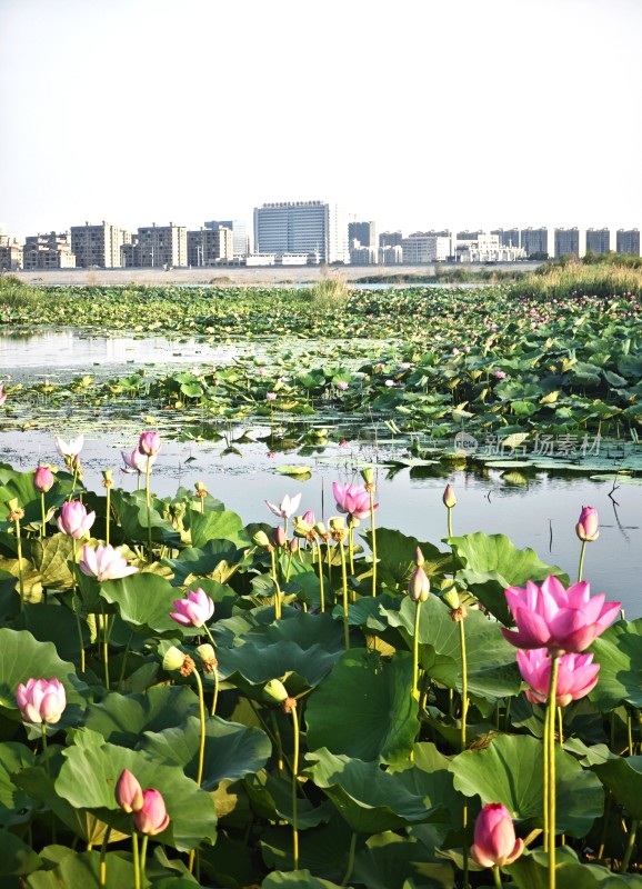 玄武湖城市边荷花池塘景观