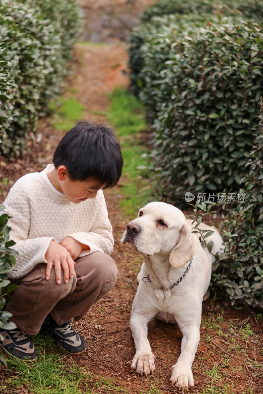 一个中国小男孩和他的宠物拉布拉多犬