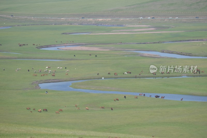 莫尔格勒河草原河流边马群牧场景色