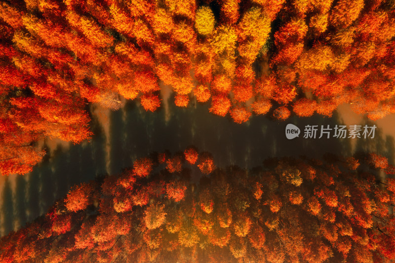 航拍上海青西郊野公园的水上森林