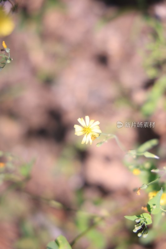 微距黄色小花特写