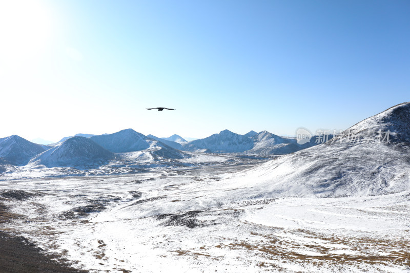 雪山旷野飞鸟景观
