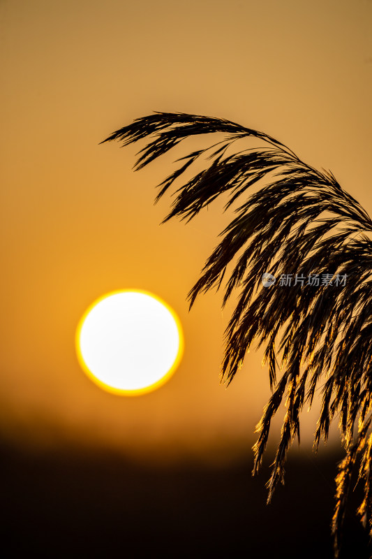 夕阳下芦苇丛风景