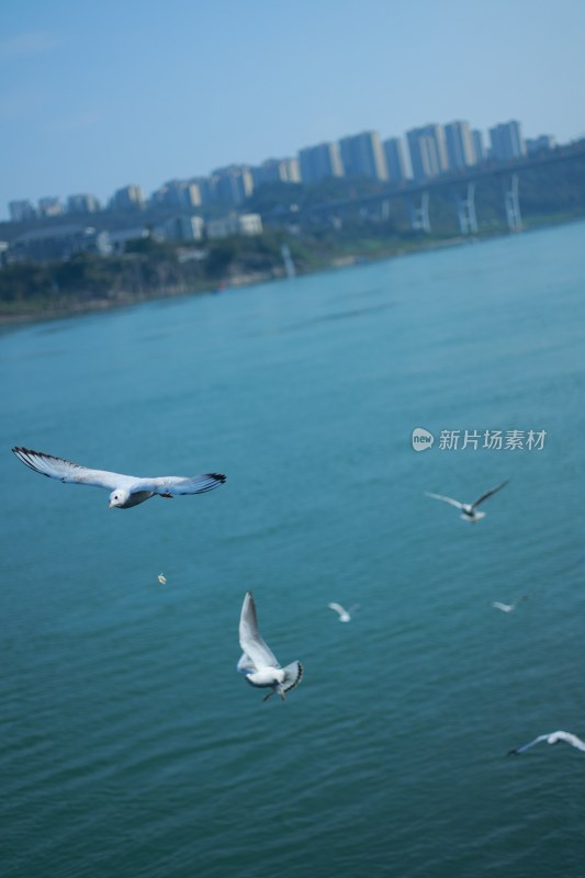 飞翔的海鸥场景