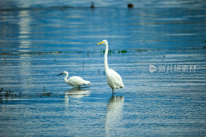 云南大理洱海湿地公园白鹭