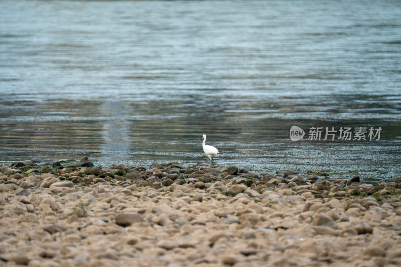 水边白鹭鸶