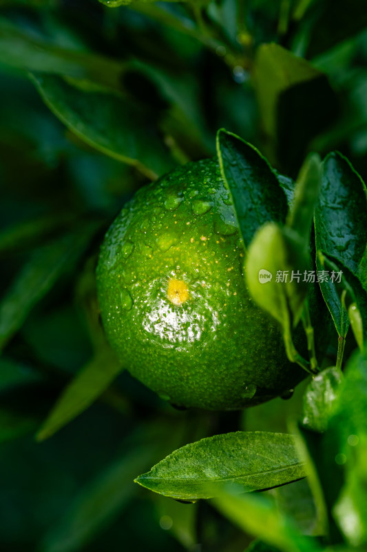 雨后果园里的青桔特写