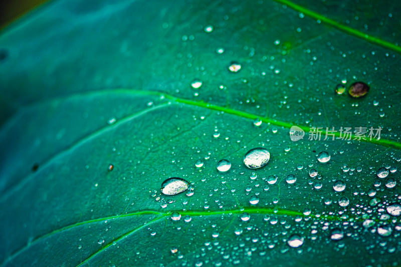 雨后荷叶上的露水珠