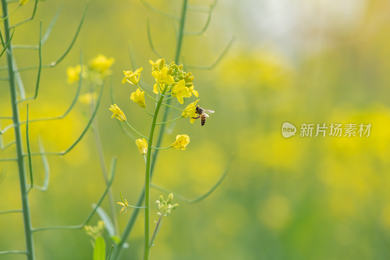 春天油菜花和蜜蜂