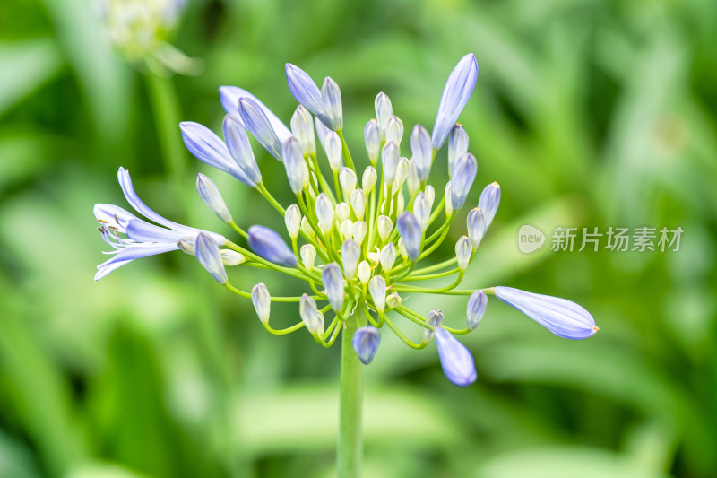 植物百子莲开花特写