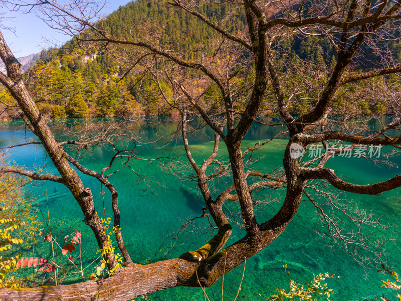 九寨沟秋景