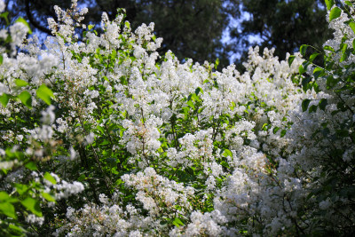 丁香花花卉