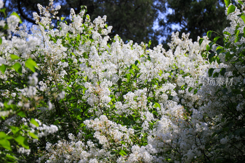 丁香花花卉