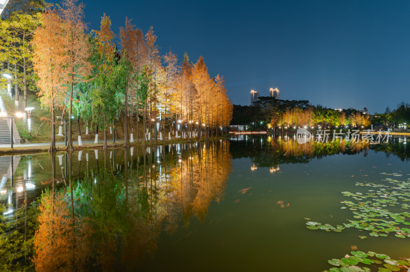 佛山千灯湖南海活水公园落羽杉红叶夜景灯光