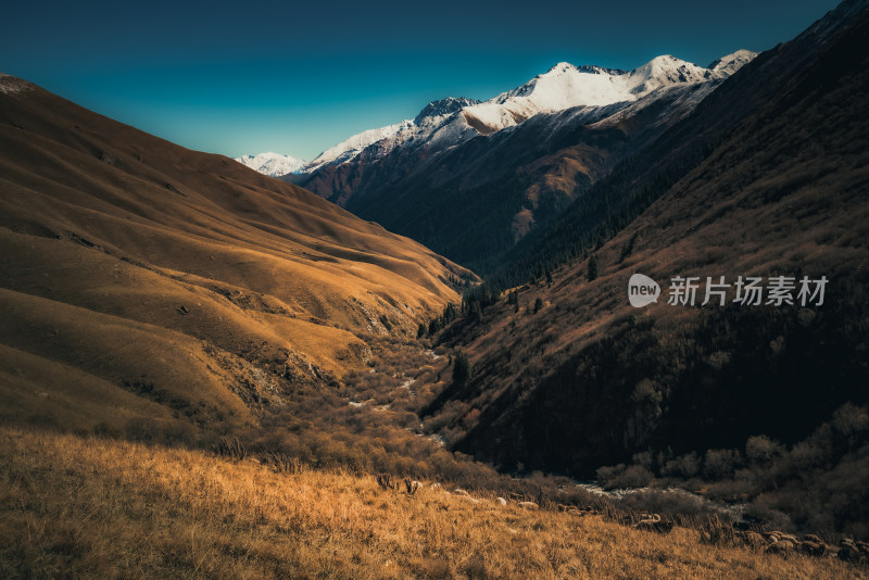 新疆天山山脉雪山河谷牧场自然风景