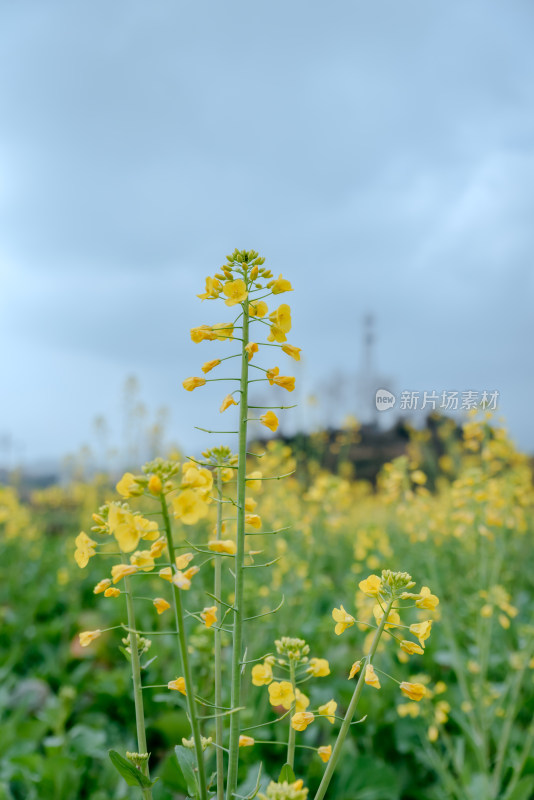 户外油菜花田特写景象