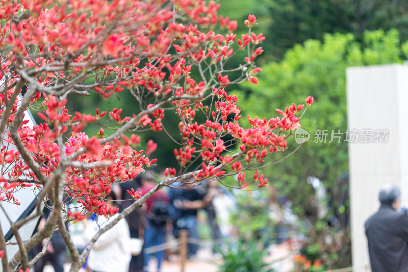 杜鹃花、映山红