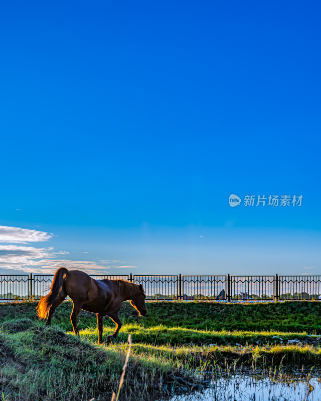 河北张家口张北坝上草原牧场马匹