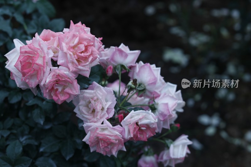 粉红色月季花