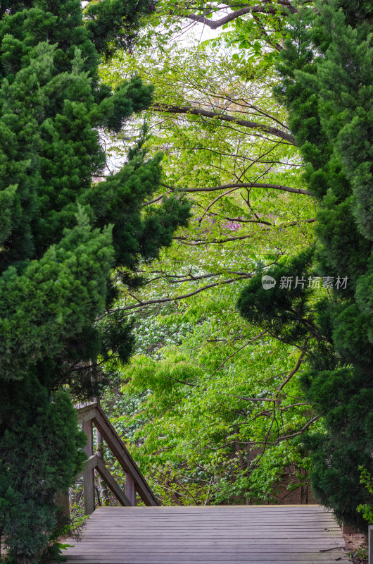 青岛中山公园林间木质栈道与繁茂绿植